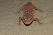 DSC_0532.jpg