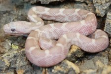 BR203505M Hypo Lavender Black Ratsnake.jpg