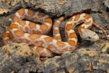 BR203505F Hypo Het Lavender Black Ratsnake.jpg