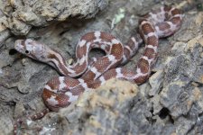 BR201607F Rusty het hypo2.jpg