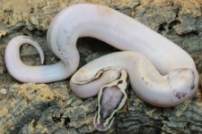BR202701M Killer Pied.jpg