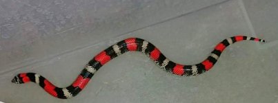 IMG_20200818_230648.jpg