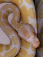 2019 albino female 300.jpg
