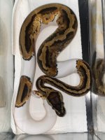 2019 pastel pied male 500 (3).jpg
