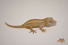 YELLOW BASE STRIPED BABY GARGOYLE GECKO.jpg