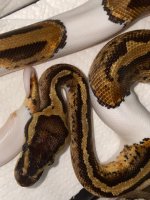 2019 pastel pied male 500 (2).jpg