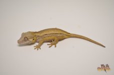 YELLOW BASE STRIPED BABY GARGOYLE GECKO1.jpg