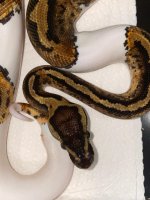 2019 pastel pied male 500.jpg