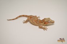 orangeblotchedbandedgargoyle.jpg