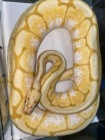 adult breeder male banana bumble bee 300.jpg