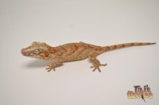 orangeblotchbandedgargoyle1.jpg