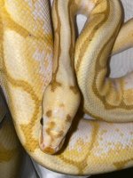 adult breeder male banana bumble bee 300 (3).jpg
