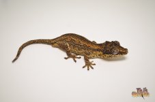 ABERRANT STRIPED GARGOYLE GECKO1.jpg