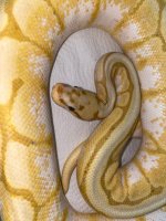 adult breeder male banana bumble bee 300 (2).jpg