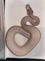 black pastel ivory 400.jpg