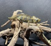 helmeted cham 001.jpg