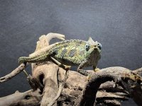 hemeted cham. 001.jpg