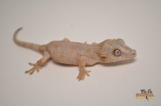 PASTEL BABY GARGOYLE GECKO.jpg