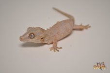 PASTEL BABY GARGOYLE GECKO1.jpg