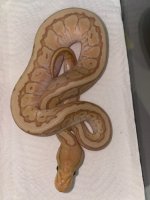 lesser banana pin 350 (3).jpg