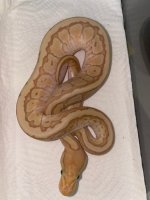lesser banana pin 350.jpg