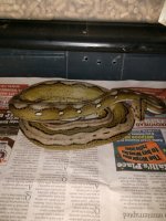 retic 3.jpg