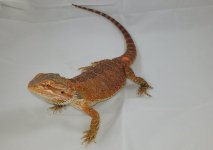 orange42a.jpg