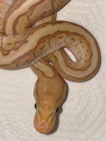 lesser banana pin 350 (2).jpg