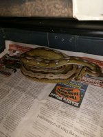 retic4.jpg