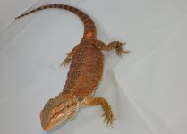 orange42b.jpg