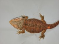 orange42c.jpg