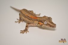 ORANGE STRIPED GARGOYLE GECKO.jpg