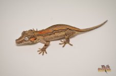 ORANGE STRIPED GARGOYLE GECKO1.jpg