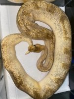 pastel champagne male 275.jpg