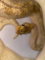 pastel champagne male 275 (2).jpg