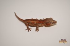RED STRIPED BABY GARGOYLE GECKO.jpg