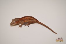 RED STRIPED BABY GARGOYLE GECKO1.jpg