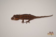 ORANGE ABERRANT STRIPED BABY GARGOYLE GECKO1.jpg