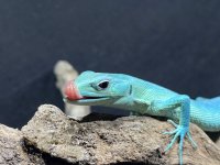 keeled lizard.. 005.jpg