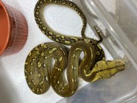 2019 male phantom het purple 2.jpg