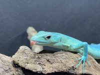 keeled lizard. 005.jpg