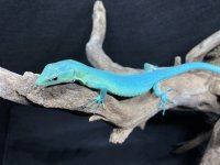 keeled lizard..005.jpg