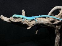 keeled lizard 005.jpg