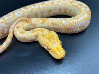 Albino Burm 300.jpg