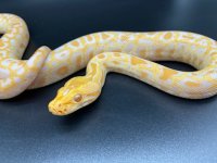 Albino Burm 300 (5).jpg