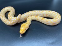 Albino Burm 300 (4).jpg