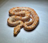 Albino het labyrinth pos het granite MALE.jpg