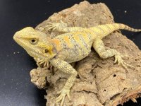 clown agama trio 300 (4).jpg