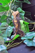 DSC_0011.jpg