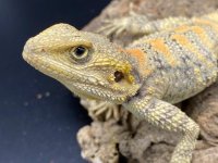 clown agama trio 300 (2).jpg
